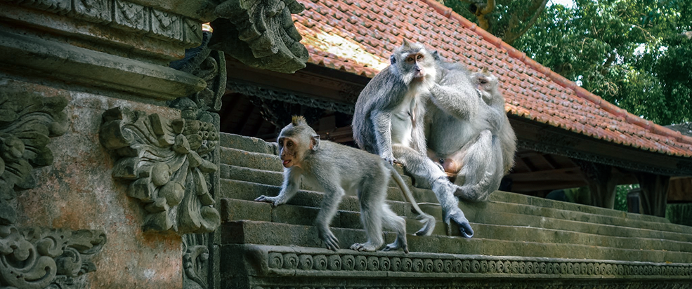 Monkey Forest